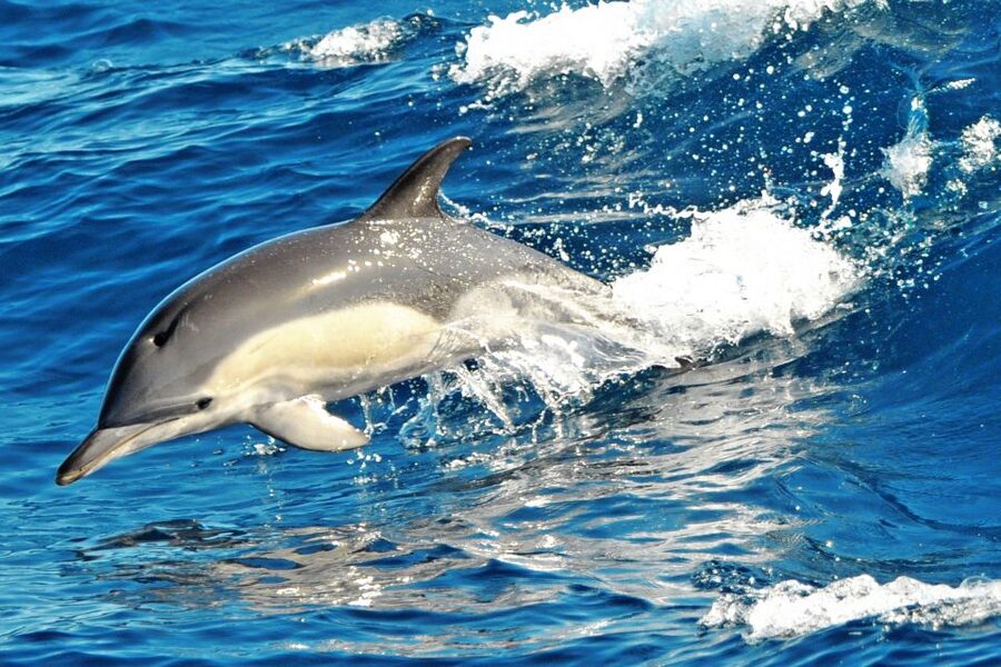 Fuerteventura: Magic Catamaran Trip with Food and Drinks - Who will enjoy this trip most?