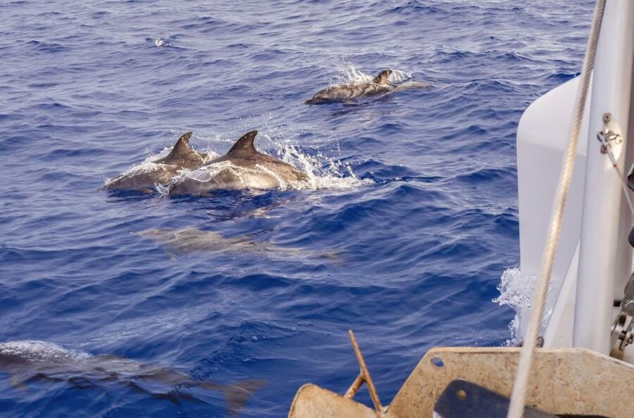 Funchal Bay: Dolphin & Whale Watch Luxury Catamaran Cruise - The crew makes a real difference