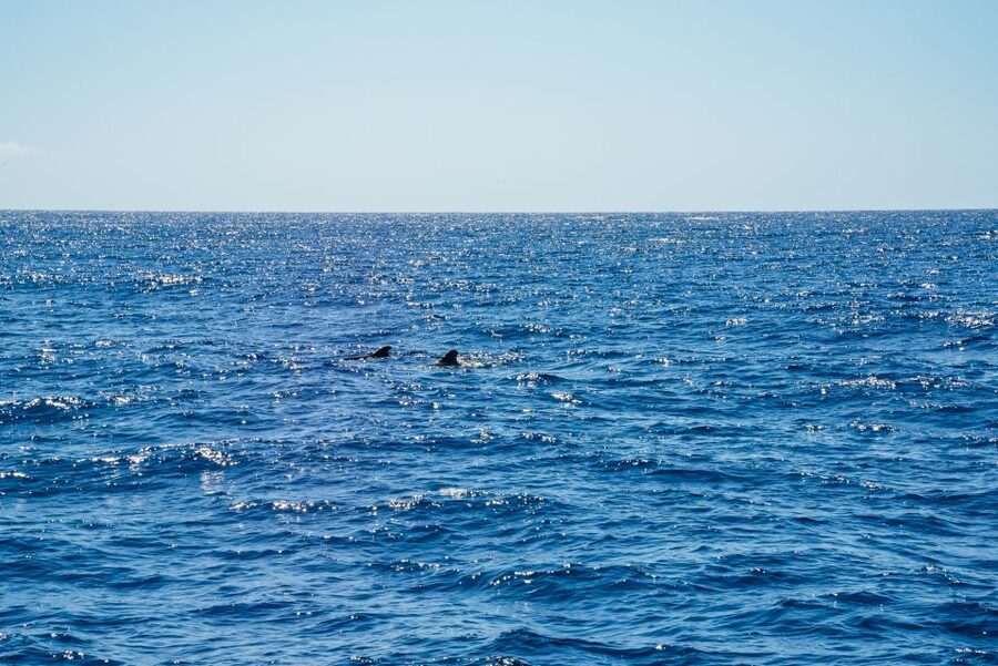 Funchal: Dolphin and Whale Watching by Luxury Catamaran - Choosing Your Seat for Three Hours at Sea
