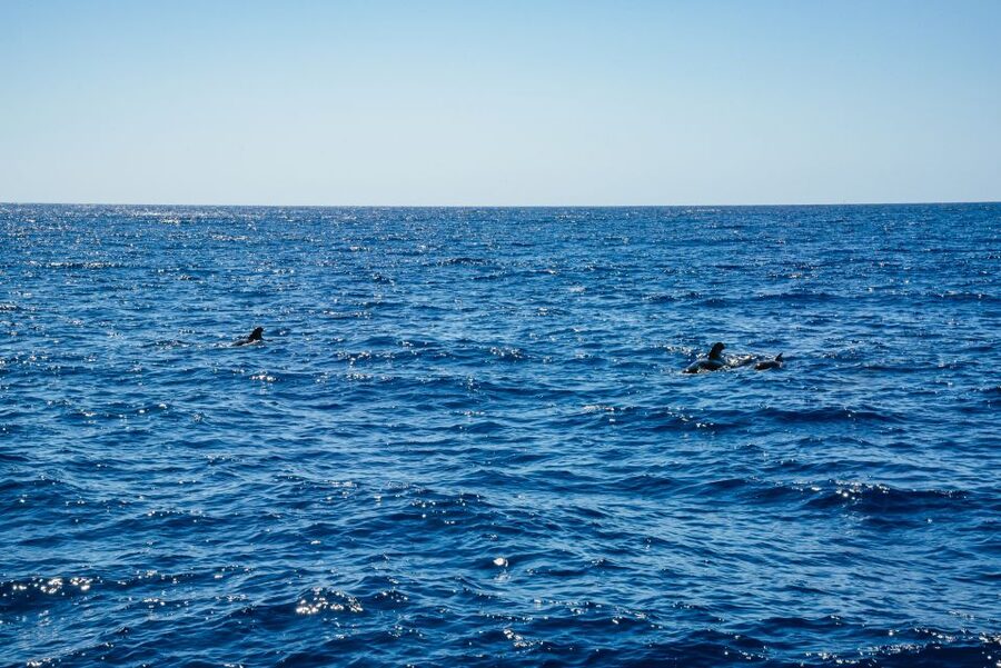 Funchal: Dolphin and Whale Watching by Luxury Catamaran - Is $47 Good Value?