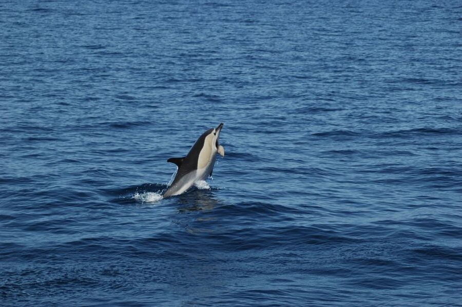 Funchal: Dolphin and Whale Watching Catamaran Cruise - Key points at a glance