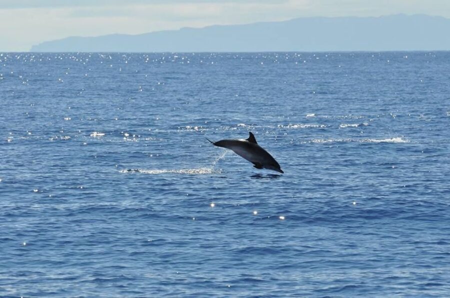 Funchal: Dolphin and Whale Watching Catamaran Cruise - Final verdict: book it for the sea, not a guarantee