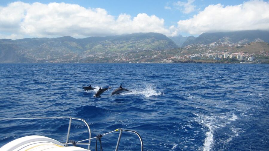 Funchal: Dolphin and Whale Watching Catamaran Cruise - Leaving Funchal Marina for open water