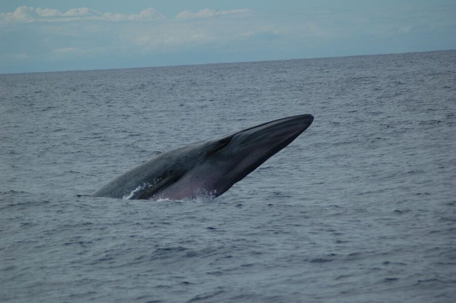 Funchal: Dolphin and Whale Watching Catamaran Cruise - Madeira from the sea