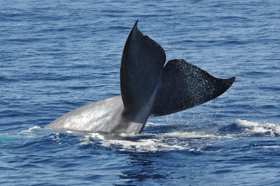 Funchal: Dolphin and Whale Watching Catamaran Cruise - Is $41 a fair price?