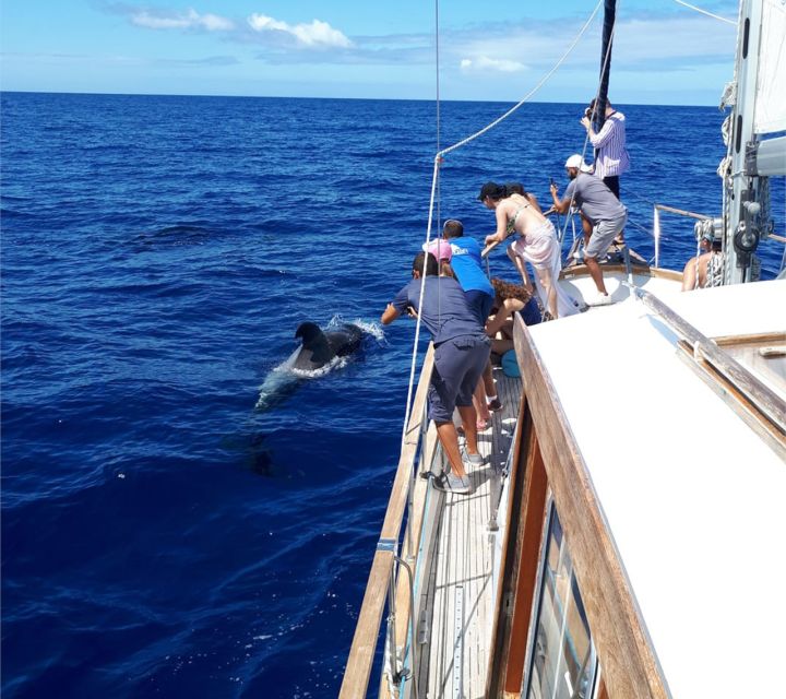 Funchal: Dolphin and Whale Watching Sailing Trip - FAQ
