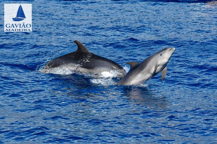 Funchal: Dolphin and Whale Watching Sailing Trip - What Makes the $47 Price Fair
