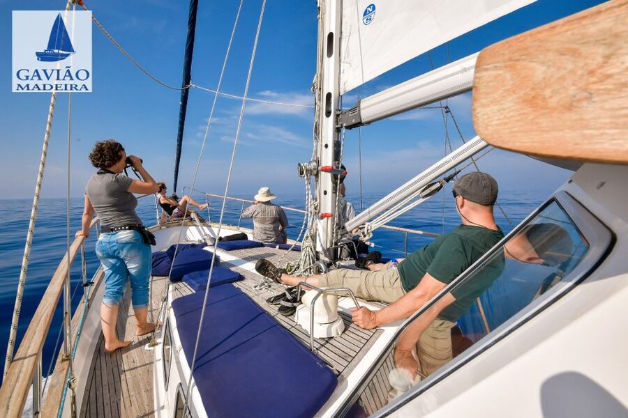Funchal: Dolphin and Whale Watching Sailing Trip - Who Will Enjoy This Sailing Trip Most