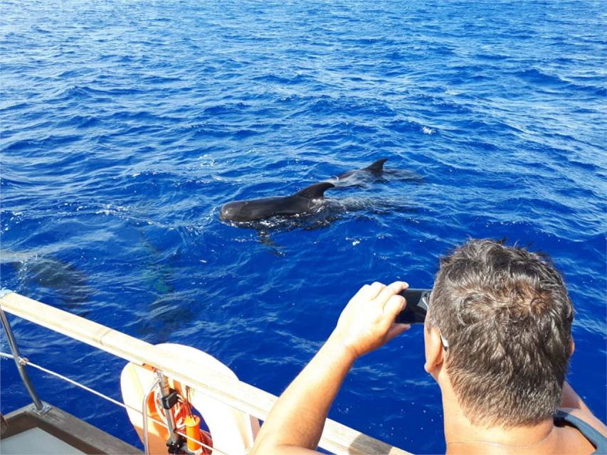 Funchal: Dolphin and Whale Watching Sailing Trip - Should You Book Gavião Madeira?