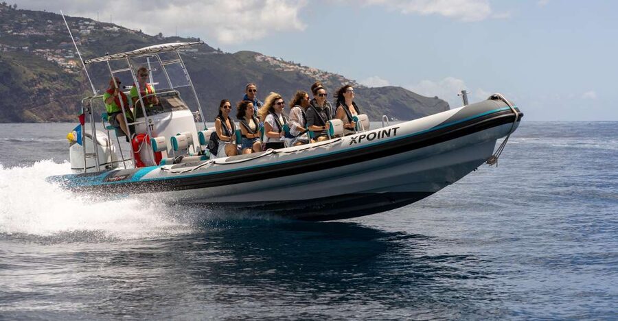 Funchal: RIB Whale Watching Cruise and Optional Dolphin Swim - Dolphins, whales, and the value of sea-level views