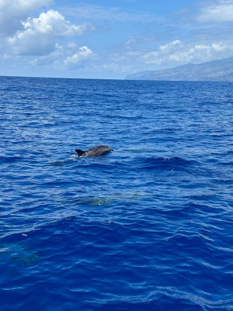 Funchal: RIB Whale Watching Cruise and Optional Dolphin Swim - What the $61 price gives you