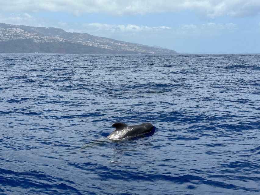 Funchal: RIB Whale Watching Cruise and Optional Dolphin Swim - Who will enjoy this Madeira boat trip most?