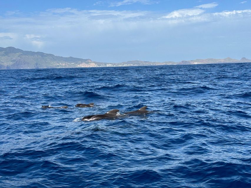 Funchal: RIB Whale Watching Cruise and Optional Dolphin Swim - Why the small boat changes the wildlife experience