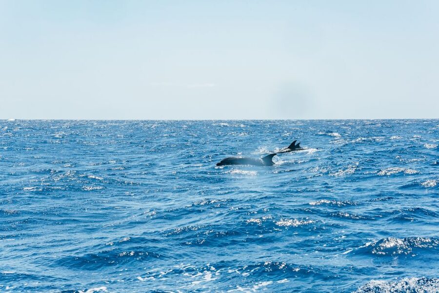 Funchal: Whale and Dolphin Watching Speed Boat Tour - Booking flexibility and weather