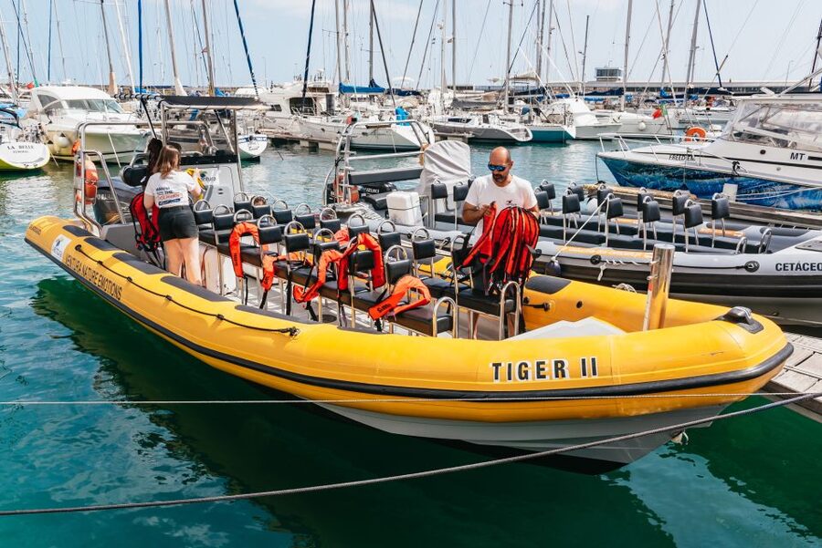Funchal: Whale and Dolphin Watching Speed Boat Tour - Meeting the boat at Funchal Marina