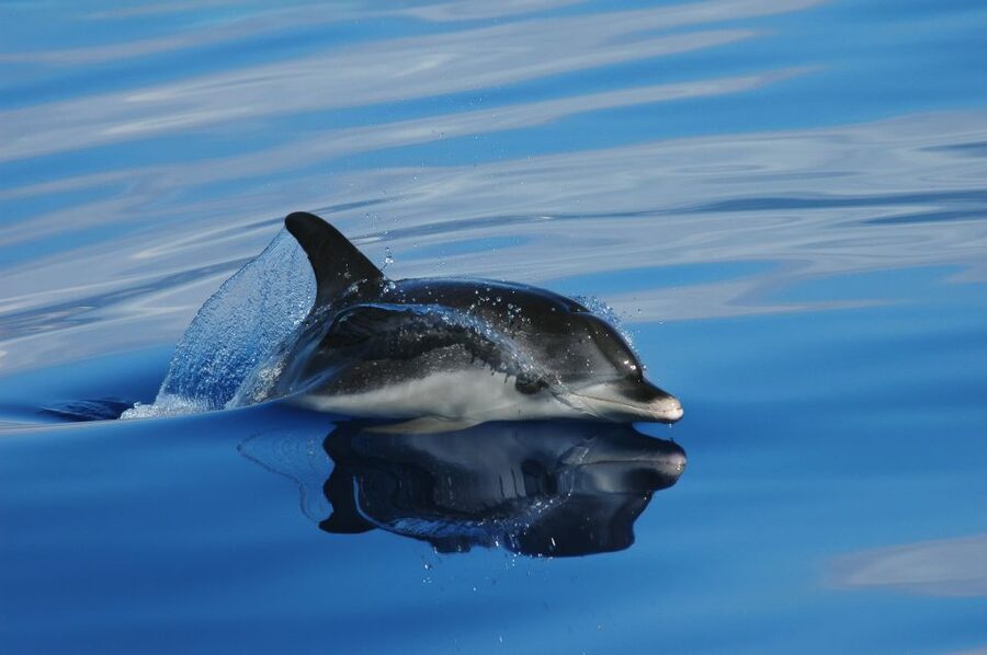 Funchal: Whale and Dolphin Watching Speed Boat Tour - Searching for whales and dolphins off Madeira