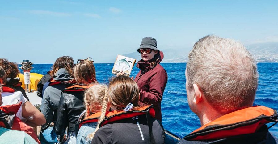 Funchal: Whale and Dolphin Watching Speed Boat Tour - Why the small speed boat changes the trip