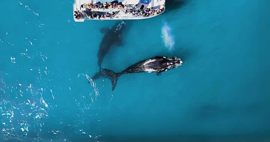 Gansbaai: Marine Big 5 Boat tour - The details that matter most