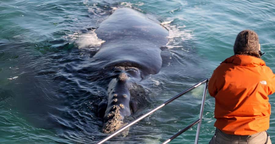 Gansbaai: Marine Big 5 Boat tour - Starting at The Great White House in Kleinbaai