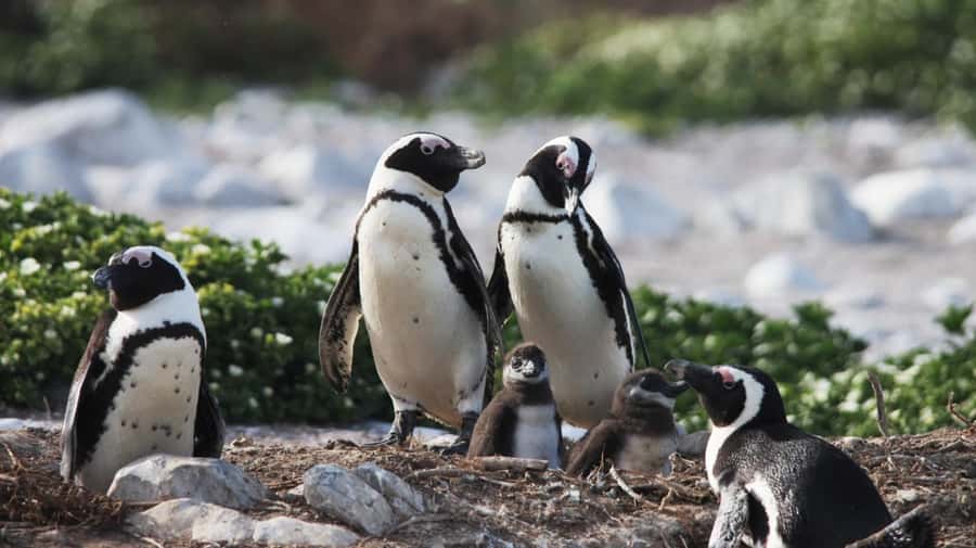 Gansbaai: Marine Big 5 Boat tour - Cruising Shark Alley toward Dyer Island
