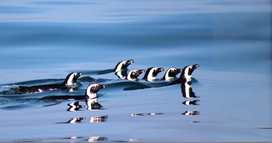 Gansbaai: Marine Big 5 Boat tour - What whale season can look like