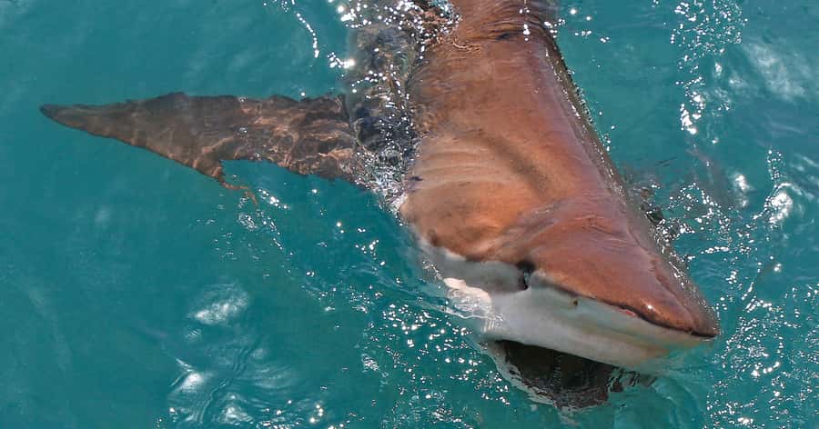 Gansbaai: Marine Big 5 Boat tour - Sharks, penguins and the limits of a wildlife trip