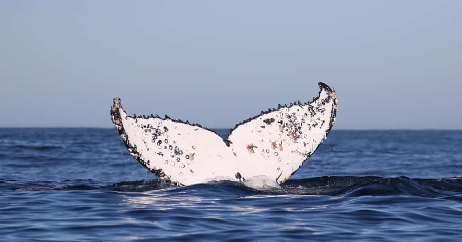 Gansbaai: Marine Big 5 Boat tour - Warm soup, trip footage and the return journey