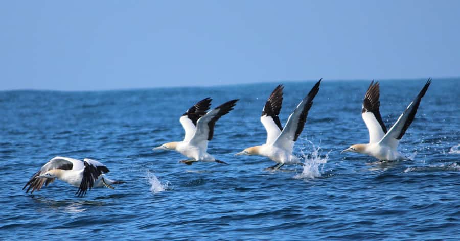 Gansbaai: Marine Big 5 Boat tour - Is $155 a fair price?