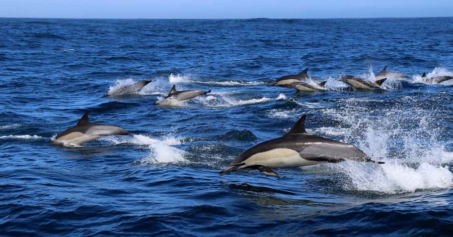 Gansbaai: Marine Big 5 Boat tour - A spacious boat and a useful safety briefing