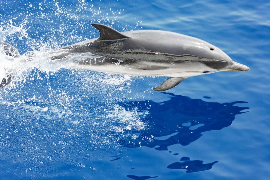 Genoa: Cetacean Watching Cruise with Marine Biologist Guide - Key points to know before you book