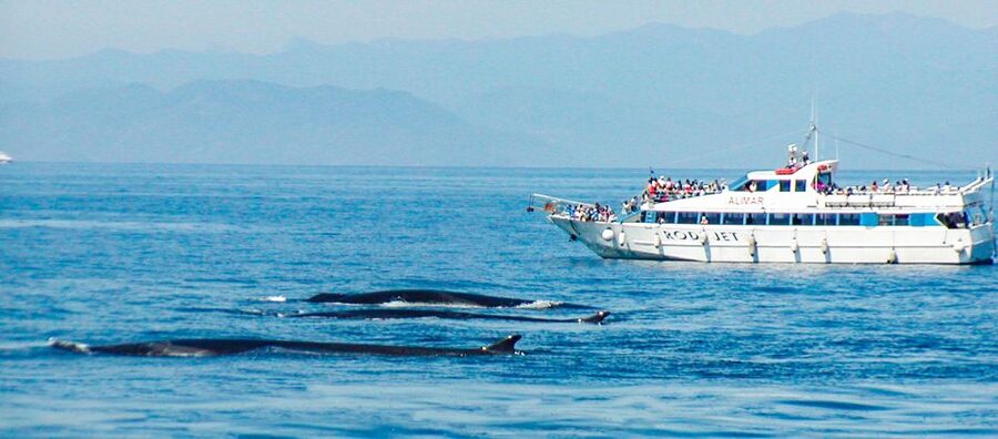 Genoa: Cetacean Watching Cruise with Marine Biologist Guide - What the 4.5-hour schedule feels like