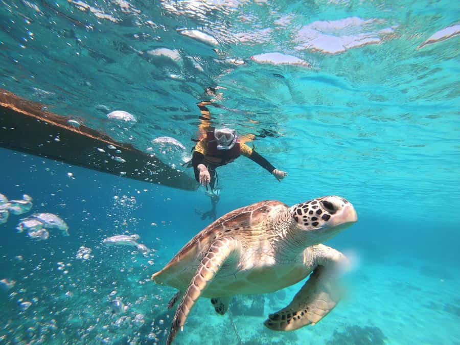 Gili Islands: Private or Shared Snorkeling Boat Trip - What the Gili snorkeling trip is really like