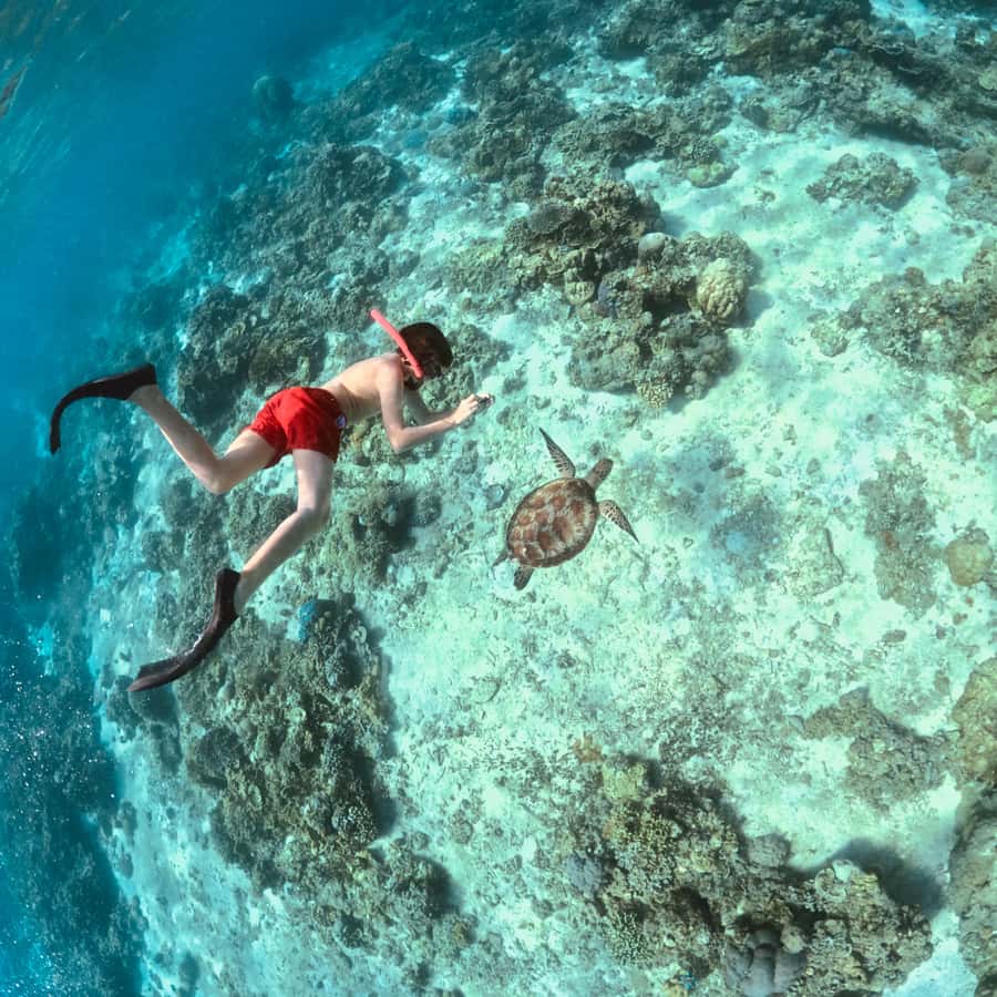 Gili Islands: Private or Shared Snorkeling Boat Trip - Gili Meno Turtle Sanctuary and Turtle Paradise