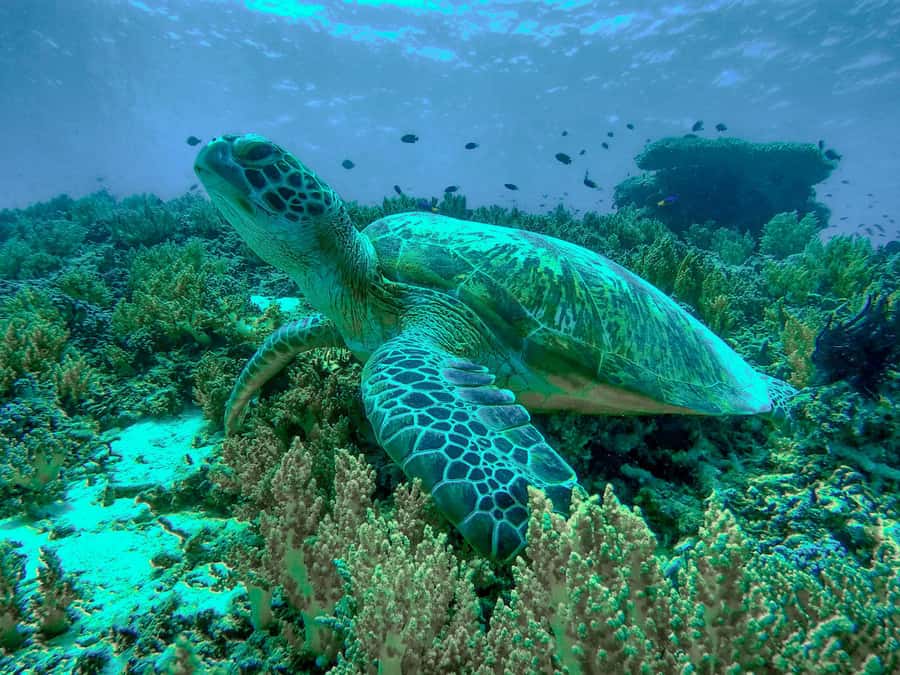 Gili Trawangan: Gili Islands Sunset Boat Tour and Snorkeling - Guides make the biggest difference