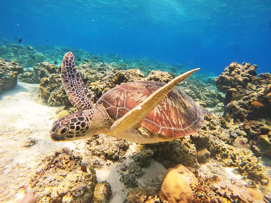 Gili Trawangan: Gili Islands Sunset Boat Tour and Snorkeling - A glass-bottom boat gives you a preview