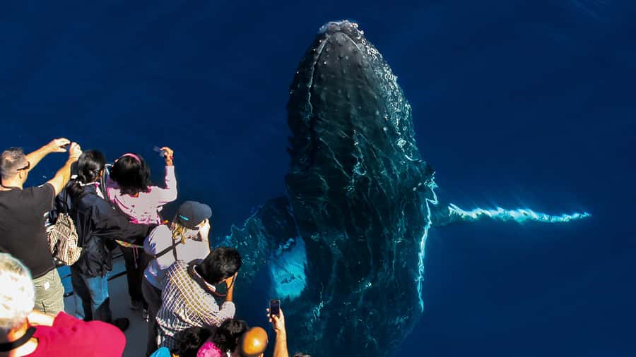 Gold Coast: Premium Whale Watching Cruise - Key things to know before booking