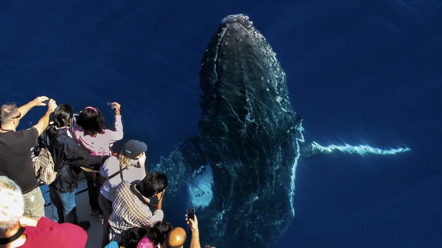 Gold Coast: Premium Whale Watching Cruise - Booking details that affect your day