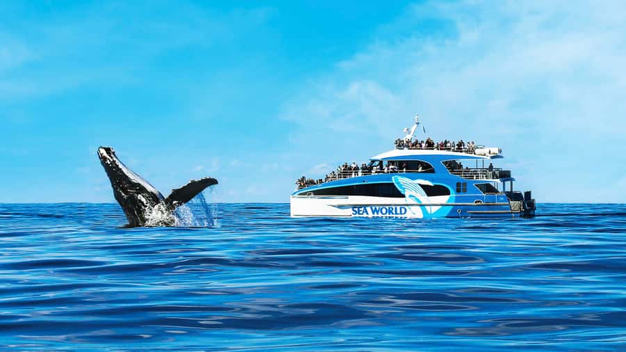 Gold Coast: Premium Whale Watching Cruise - Leaving Main Beach for the Humpback Highway