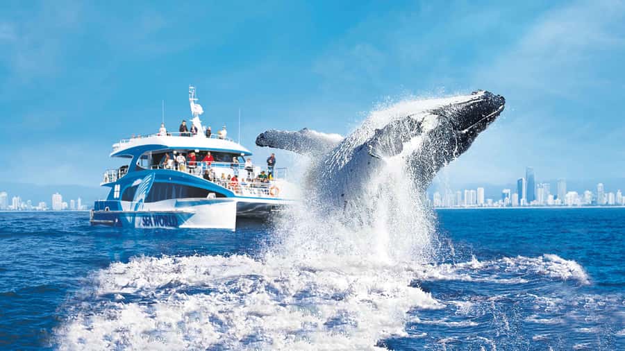 Gold Coast: Premium Whale Watching Cruise - Searching for humpbacks with a marine guide