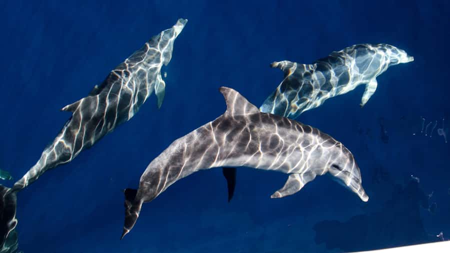 Gold Coast: Premium Whale Watching Cruise - Comfort, cold weather, and seasickness