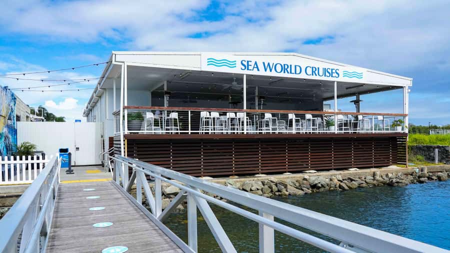 Gold Coast: Premium Whale Watching Cruise - How much value do you get for $63?