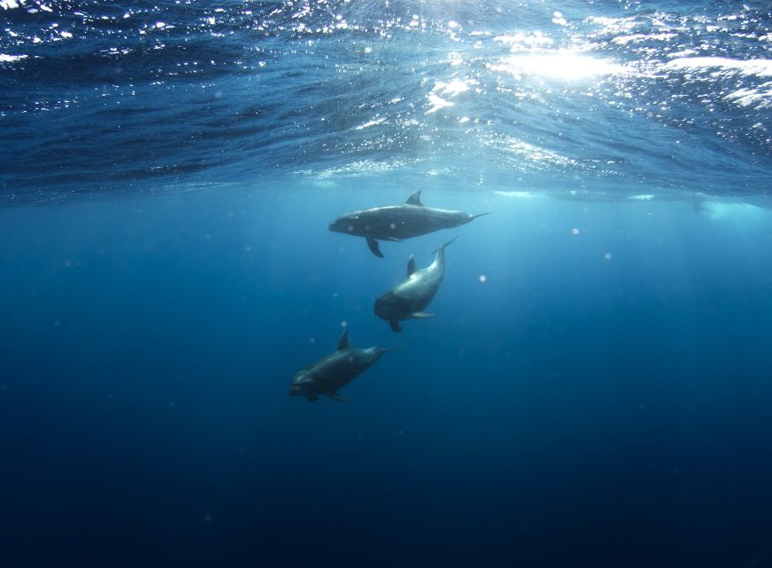 Golfo Aranci: Dolphin Watching and Snorkeling Boat Tour - What makes this boat trip worth your time
