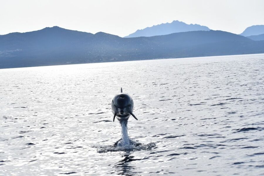Golfo Aranci: Eco-Friendly Dolphin Watching Boat Trip - What makes this 90-minute trip worth your time