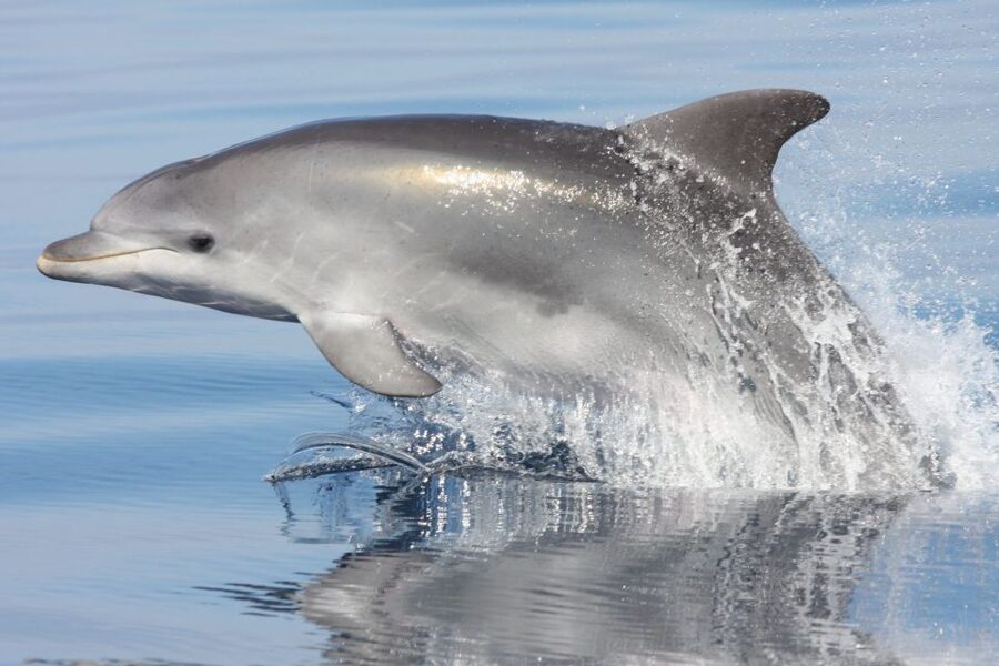 Golfo Aranci: Eco-Friendly Dolphin Watching Boat Trip - Why the fish farm matters