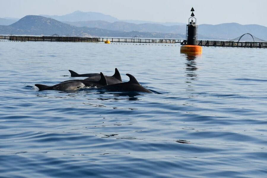 Golfo Aranci: Eco-Friendly Dolphin Watching Boat Trip - A closer look at the boat and comfort