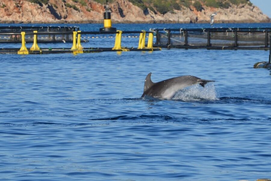 Golfo Aranci: Eco-Friendly Dolphin Watching Boat Trip - How the $41 price compares