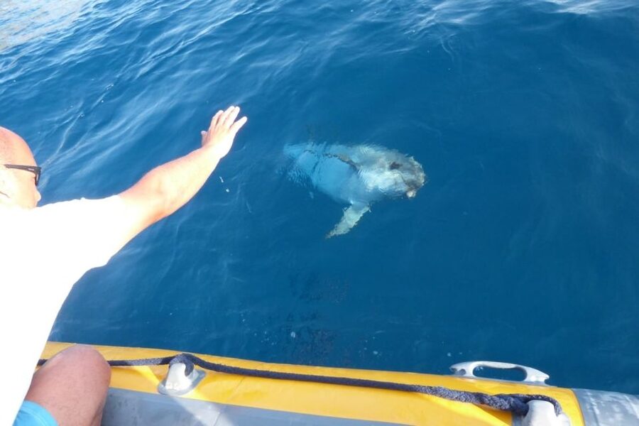 Golfo Aranci: Eco-Friendly Dolphin Watching Boat Trip - Should you book the Golfo Aranci dolphin trip?