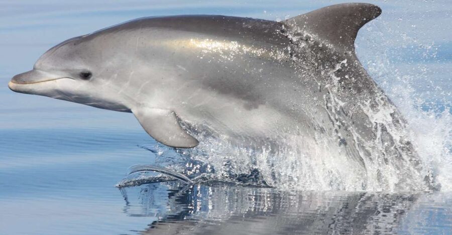 Golfo Aranci: Eco-Friendly Dolphin Watching Boat Trip - Racing toward Figarolo island
