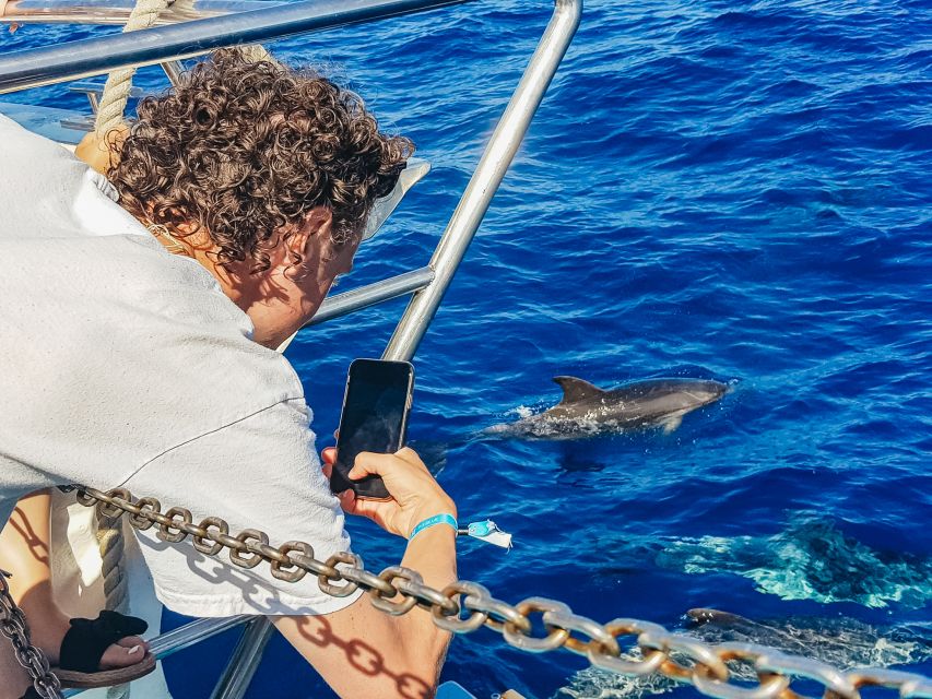 Gran Canaria: Catamaran Dolphin Watch Cruise with Snorkeling - How the $44 price holds up