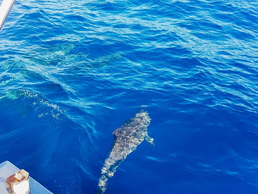 Gran Canaria: Catamaran Dolphin Watch Cruise with Snorkeling - Practical timing and what to pack
